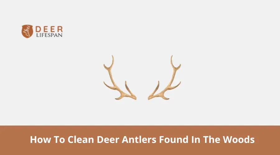 How To Clean Deer Antlers Found In The Woods