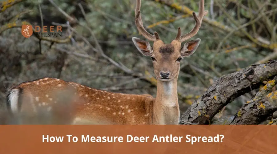 Measure Deer Antler Spread