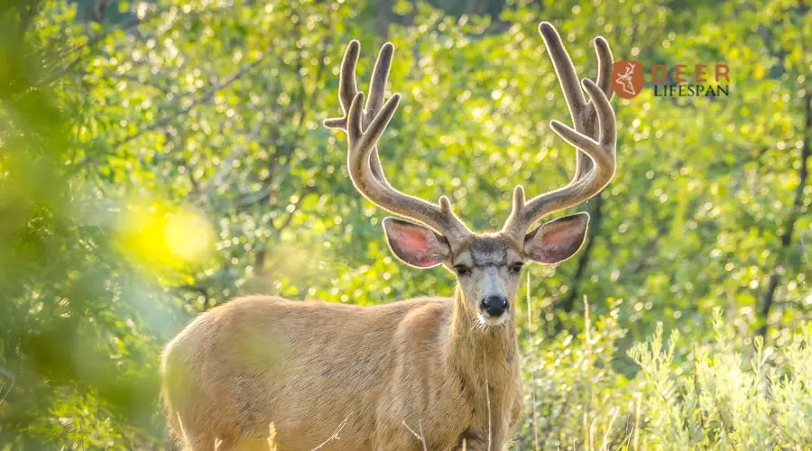 How To Measure Deer Antler Spread