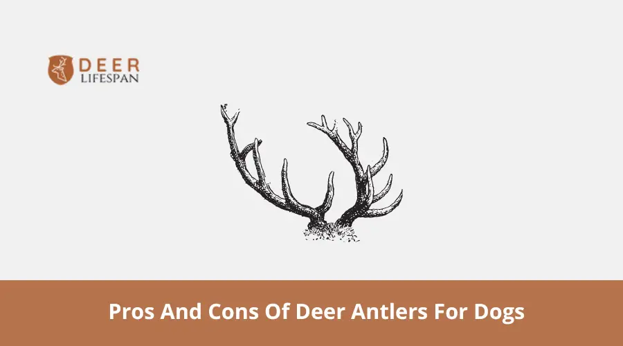 Deer Antlers For Dogs