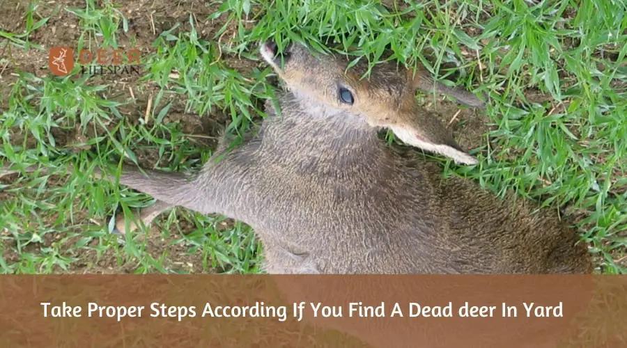 Dead deer