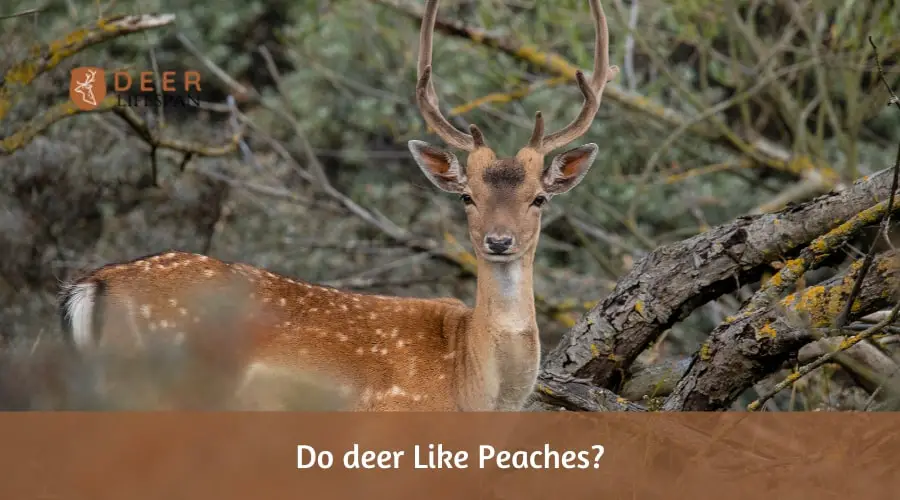 Do deer Like Peaches?