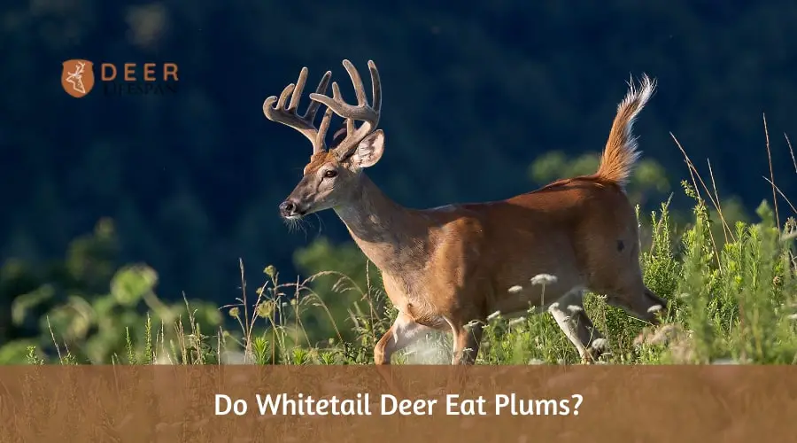 Do Whitetail Deer Eat Plums?