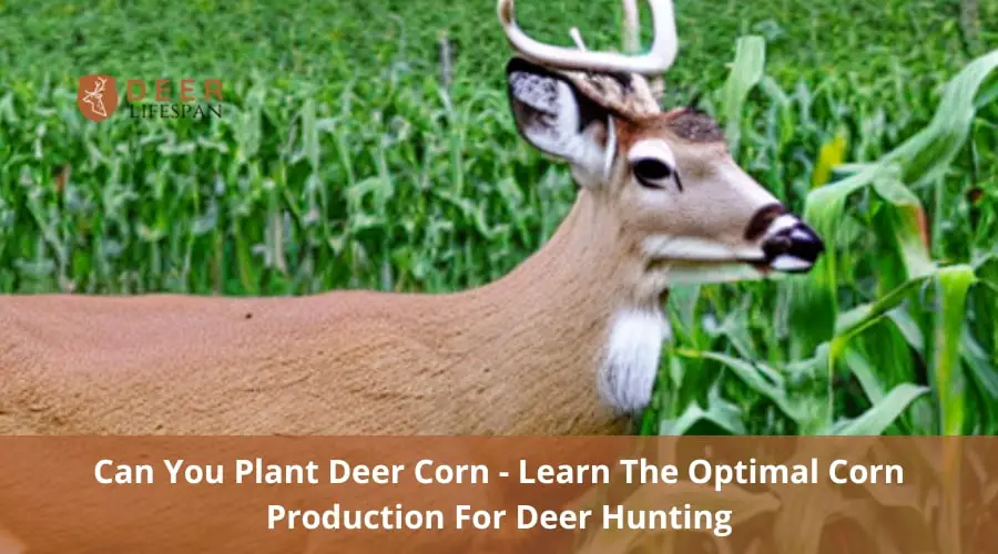 Plant Deer Corn