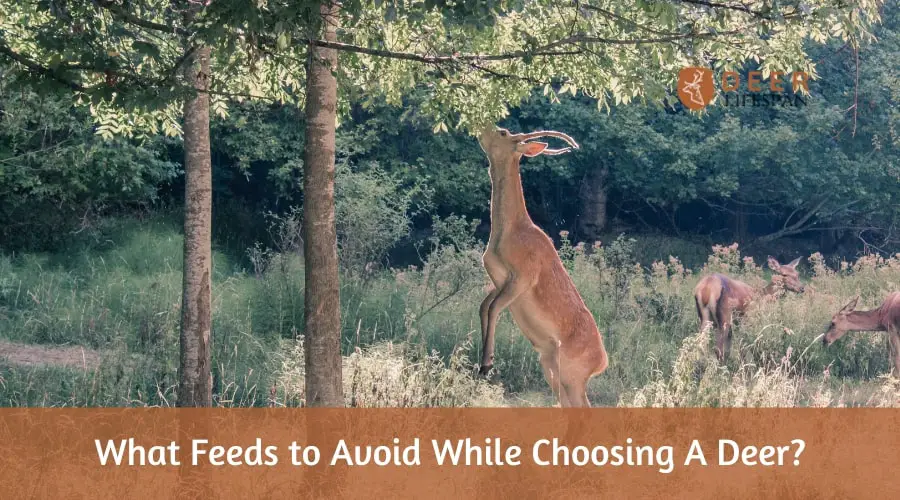 What Feeds to Avoid While Choosing A Deer?