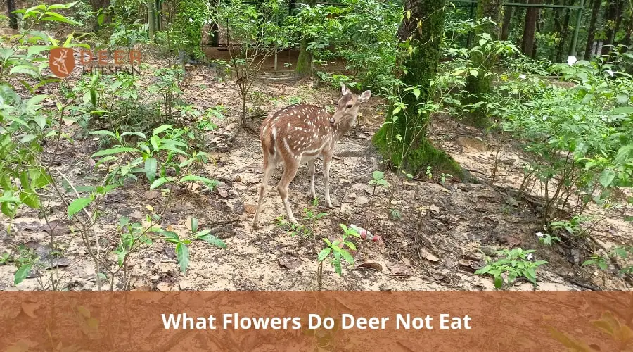 Flowers Do Deer Not Eat