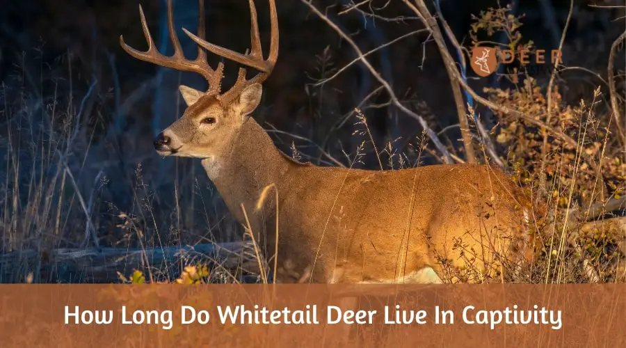 How Long Do Whitetail Deer Live In Captivity