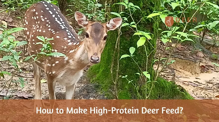 How to Make High-Protein Deer Feed?