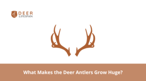 Whitetail Deer Antler Growth Chart By Month   What Makes The Deer Antlers Grow Huge 300x167 