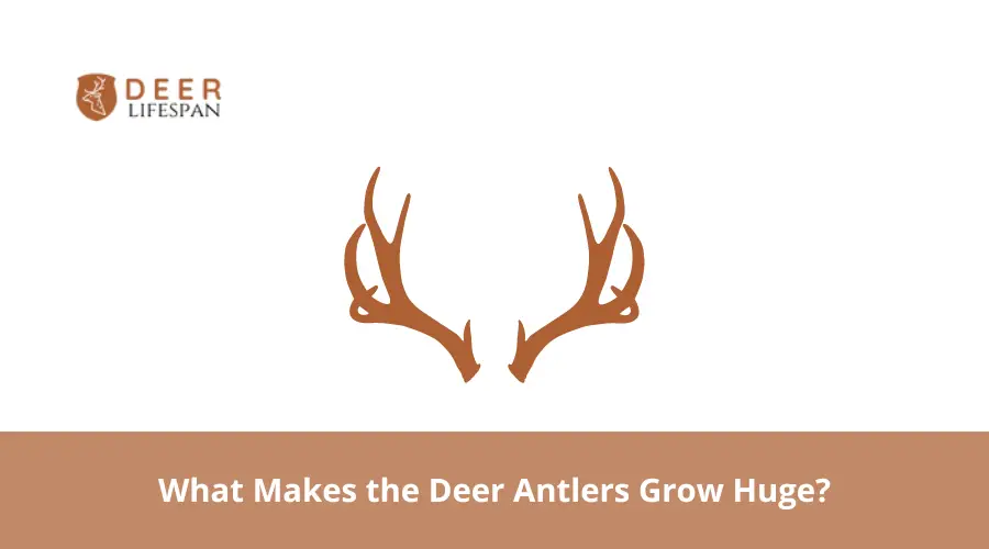 What Makes the Deer Antlers Grow Huge?