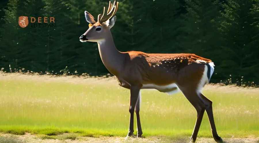 Why Do Deer Have White Tails