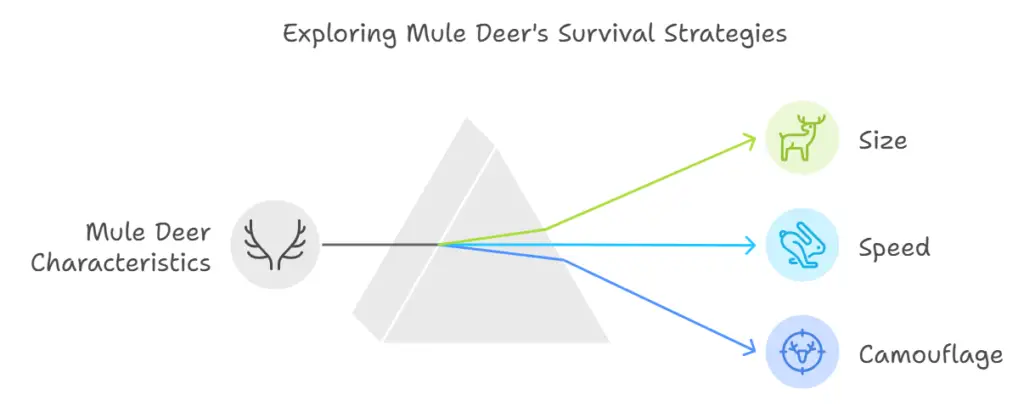 Exploring Mule Deer's Survival Strategies