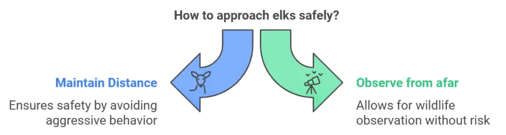 How to approach elks safely