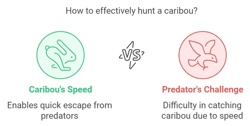 How to effectively hunt a caribou