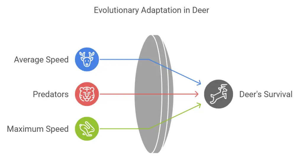 Evolutionary Adaptation in Deer